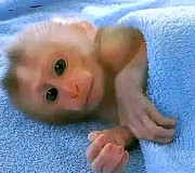 Capuchin baby monkeys from Denver