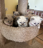 Ragdoll Cats For Sale Lake Forest