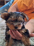 Yorkshire Terrier Puppies For Sale Lawrence