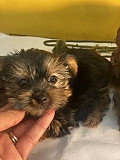 Yorkshire Terrier Puppies For Sale San Bernardino