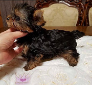 Yorkies puppies available for adoption from Concord