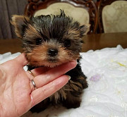 Yorkies puppies available for adoption from Concord