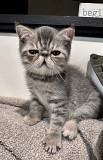 Exotic Shorthair Cats For Sale Portland