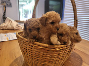 Poodle Puppies For Sale Narre Warren