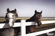 Vinyl Horse Fence: Durable and Low-Maintenance for Farms and Ranches Saskatoon