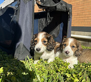 Dachshund Puppies For Sale Brisbane