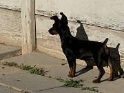 Miniature Pinscher Puppies For Sale Twinsburg