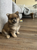 Pomeranian Puppies For Sale Raleigh