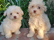 Maltipoo Puppies for Sales! from Sydney