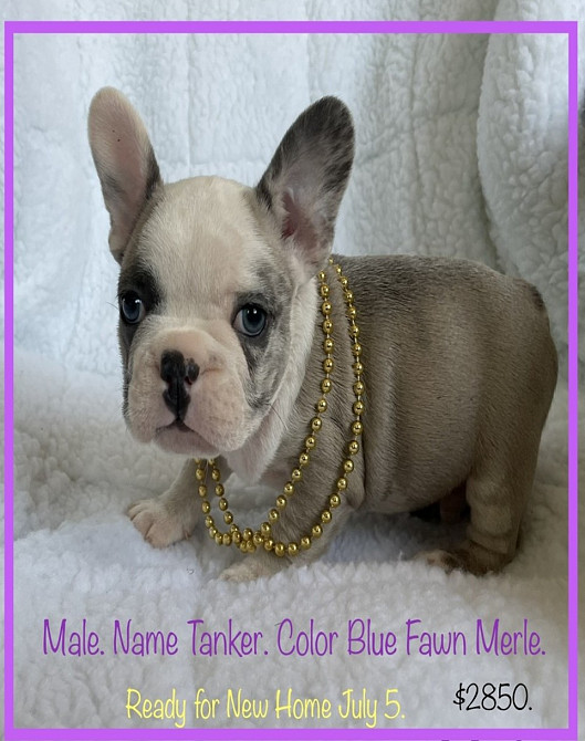 French Bulldog Puppies For Sale In The Usa (ad #109670) - Yonfi.com