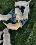 mando puppies available for adoption, negotiable from Arlington