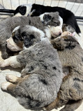 Bernedoodle Puppies For Sale Pontiac