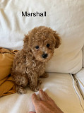 Miniature Poodle Puppies For Sale New York City