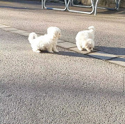 Maltese puppies from Sacramento