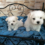 Maltese puppies from Sacramento