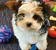 Healthy Teacup Yorkie puppies from Texas City