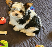 Healthy Teacup Yorkie puppies from Texas City