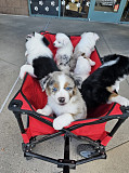 Australian Shepherd Puppies For Sale Glendale