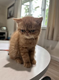 Exotic Shorthair Cats For Sale Portland