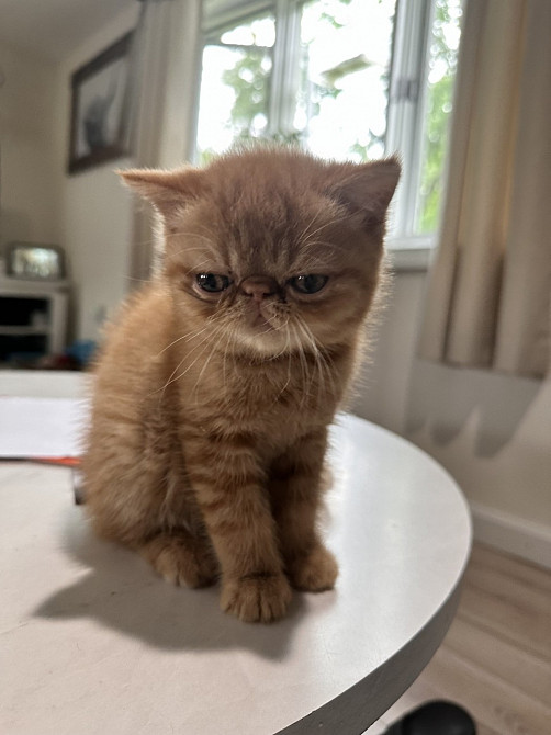 Exotic Shorthair Cats For Sale In The Usa (ad #109803) - Yonfi.com