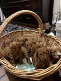 Cavapoo Puppies For Sale Newcastle