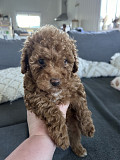 Cavapoo Puppies For Sale Newcastle