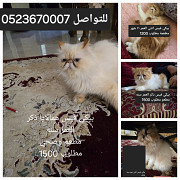 Piki face cats for sale Ras al-Khaimah