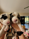 Australian Shepherd Puppies For Sale Florida Ridge
