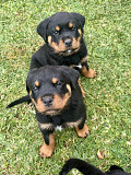 Rottweiler Puppies For Sale Darwin