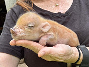 Mini Pocket Pigs from Denver