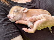 Mini Pocket Pigs from Denver