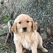 Ethically Bred Golden Retriever Puppies in Tennessee: Quality Companions Nashville