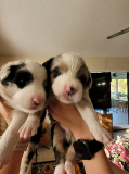 Puppies and Dogs from New Albany