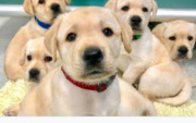 Pet and and dogs puppies for sale you can purchase am always active and available Harrisburg