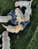 mando 9 puppies available for adoption, negotiable, 500usd ($) Denver