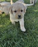 mando 9 puppies available for adoption, negotiable, 500usd ($) Denver