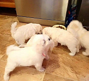 Maltese puppies from Denver