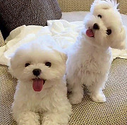 Maltese puppies from Denver