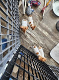 Toy Fox Terrier Puppies For Sale Colorado Springs