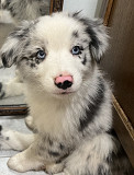Miniature Australian Shepherd Puppies For Sale Texas City