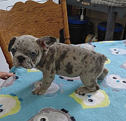 French Bulldog Puppies For Sale Montgomery
