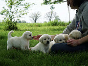 Golden Retriever Puppies Indiana: Indiana's Golden Champ Dogs Bedford