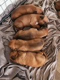 Mixed Puppies For Sale Philadelphia