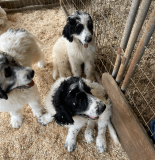 Pyredoodle Puppies For Sale Atlanta