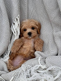 Maltipoo puppies from Madison