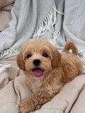 Maltipoo puppies from Madison