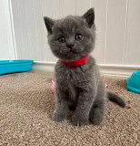 British Shorthair Cats For Sale Hollywood