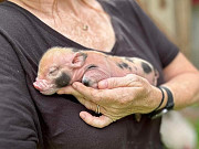 Mini Pigs For Adoption Near You from Denver