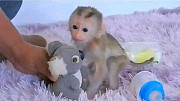 Baby monkeys Houston