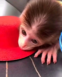 Baby monkeys Houston